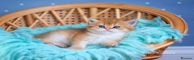 British Shorthair Kitten 1