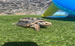 Tortoise reptiles for sale: Female Red Footed Tortoise  - Image 3