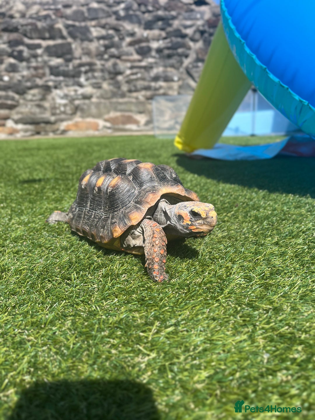 Tortoise reptiles for sale: Female Red Footed Tortoise  - Image 3