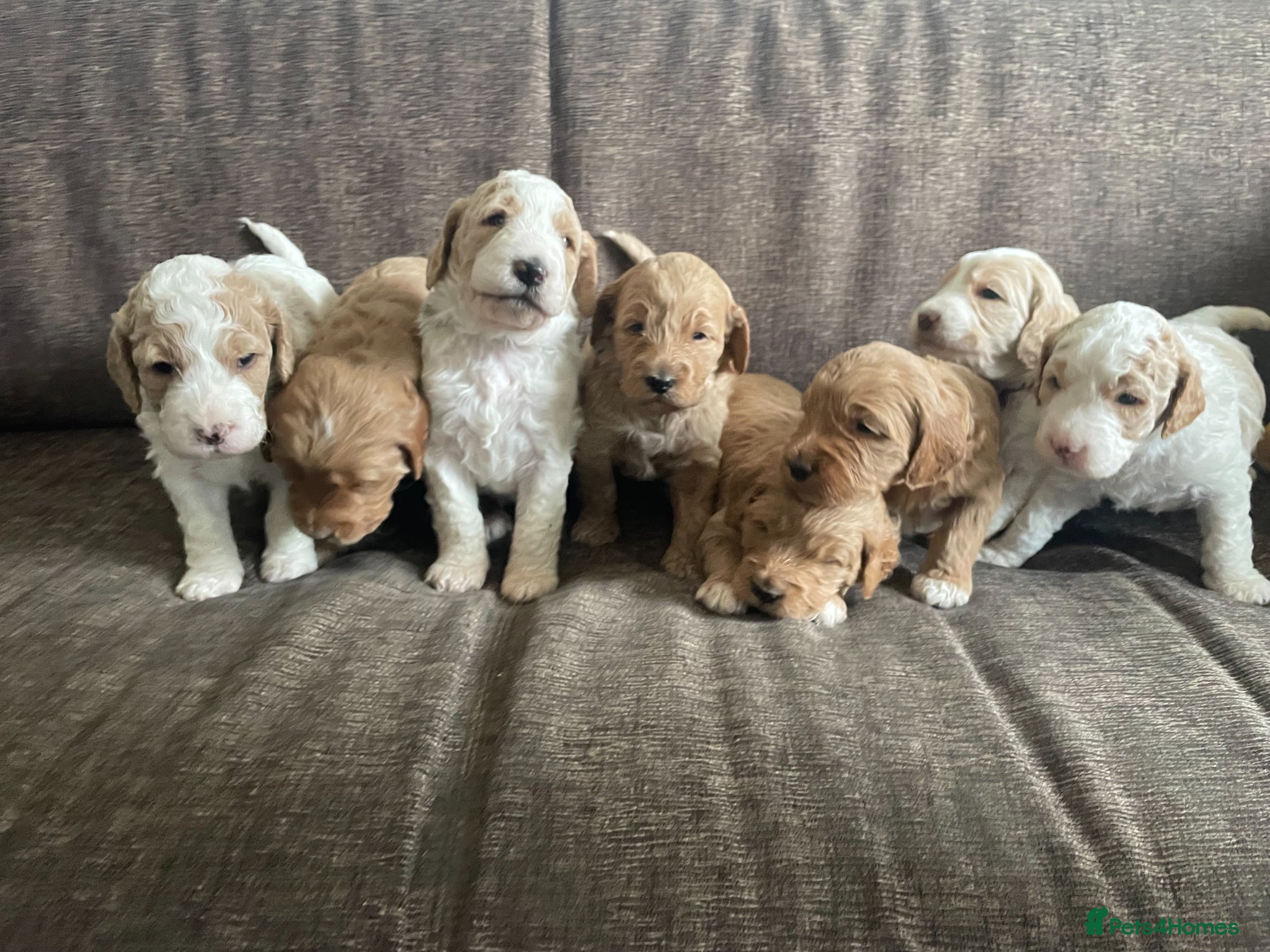 Double Doodle dogs Update - 8 Healthy Pups born 12th March - Advert 2