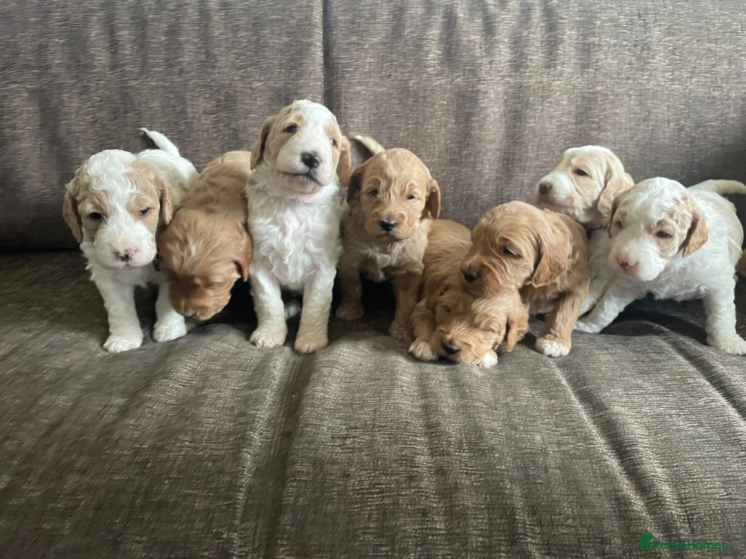 Double Doodle dogs for sale: Update - 8 Healthy Pups born 12th March - Advert 1