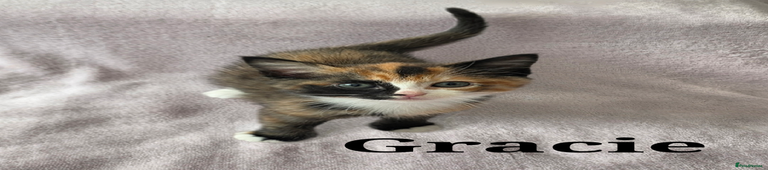 Gracie (g1)