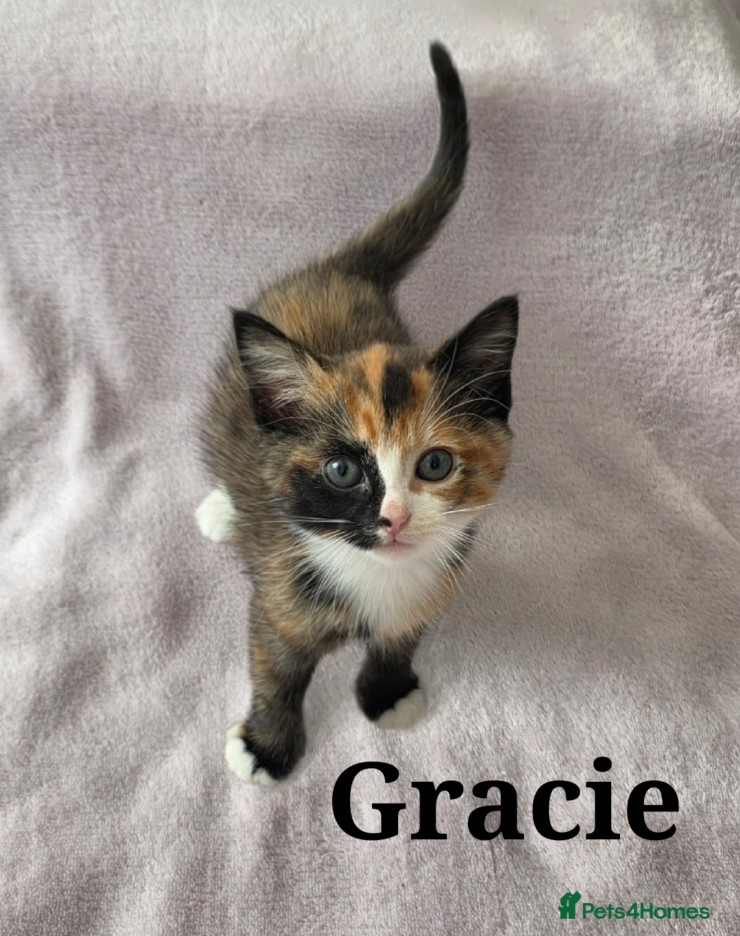 Domestic Shorthair cats for sale: domesticated shorthair kittens - Image 6