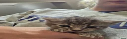 Mixed Breed cats for sale: 4 beautiful kittens in Winchester - Advert 6