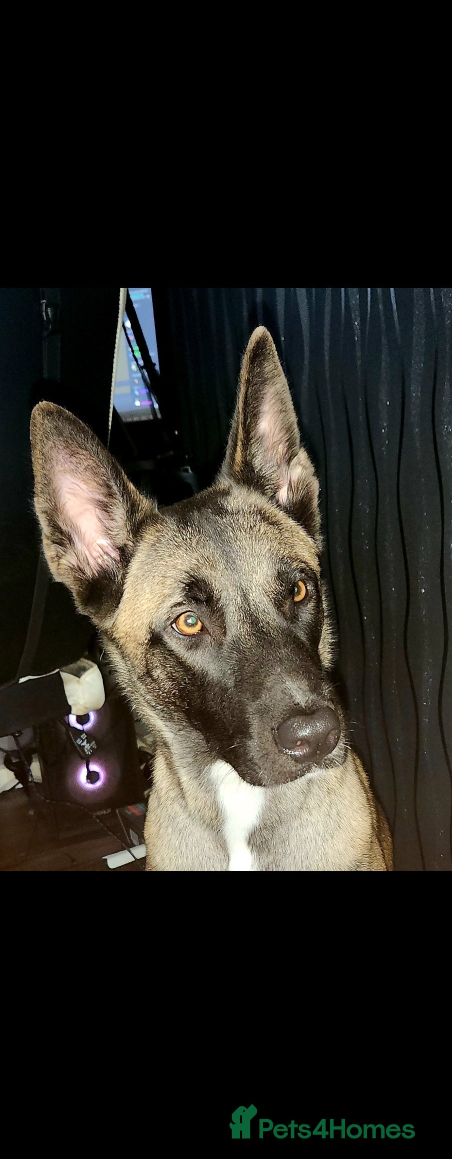 Mixed Breed dogs Luna Female Belgium Malinous cross Akita - Advert 4