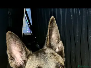 Mixed Breed dogs Luna Female Belgium Malinous cross Akita - Advert 4