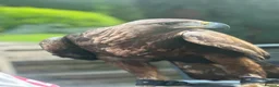 Mixed Breed birds for sale: Male Golden Eagle  in Huddersfield - Advert 1