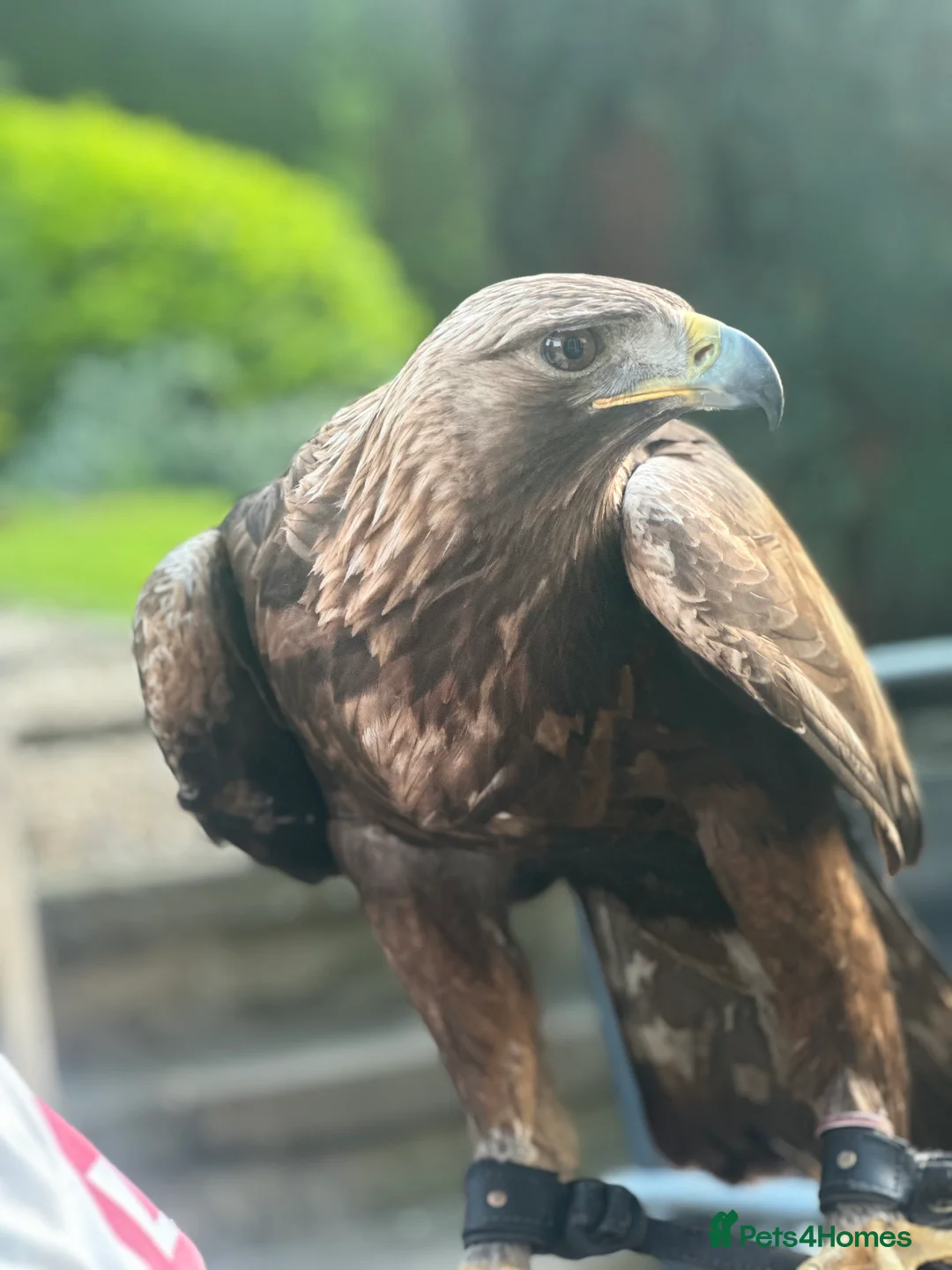 Mixed Breed birds for sale: Male Golden Eagle  in Huddersfield - Advert 1