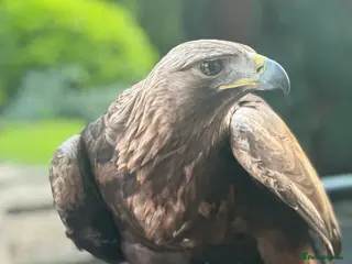 Mixed Breed birds Male Golden Eagle in Huddersfield - Advert 3