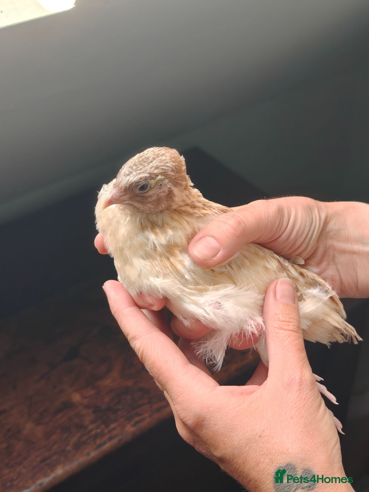 Quail poultry Celadon egg hatched Cortunix male. - Advert 13