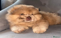 Chow Chow dogs for sale: ** Female Merle Puppy ** - Advert 1