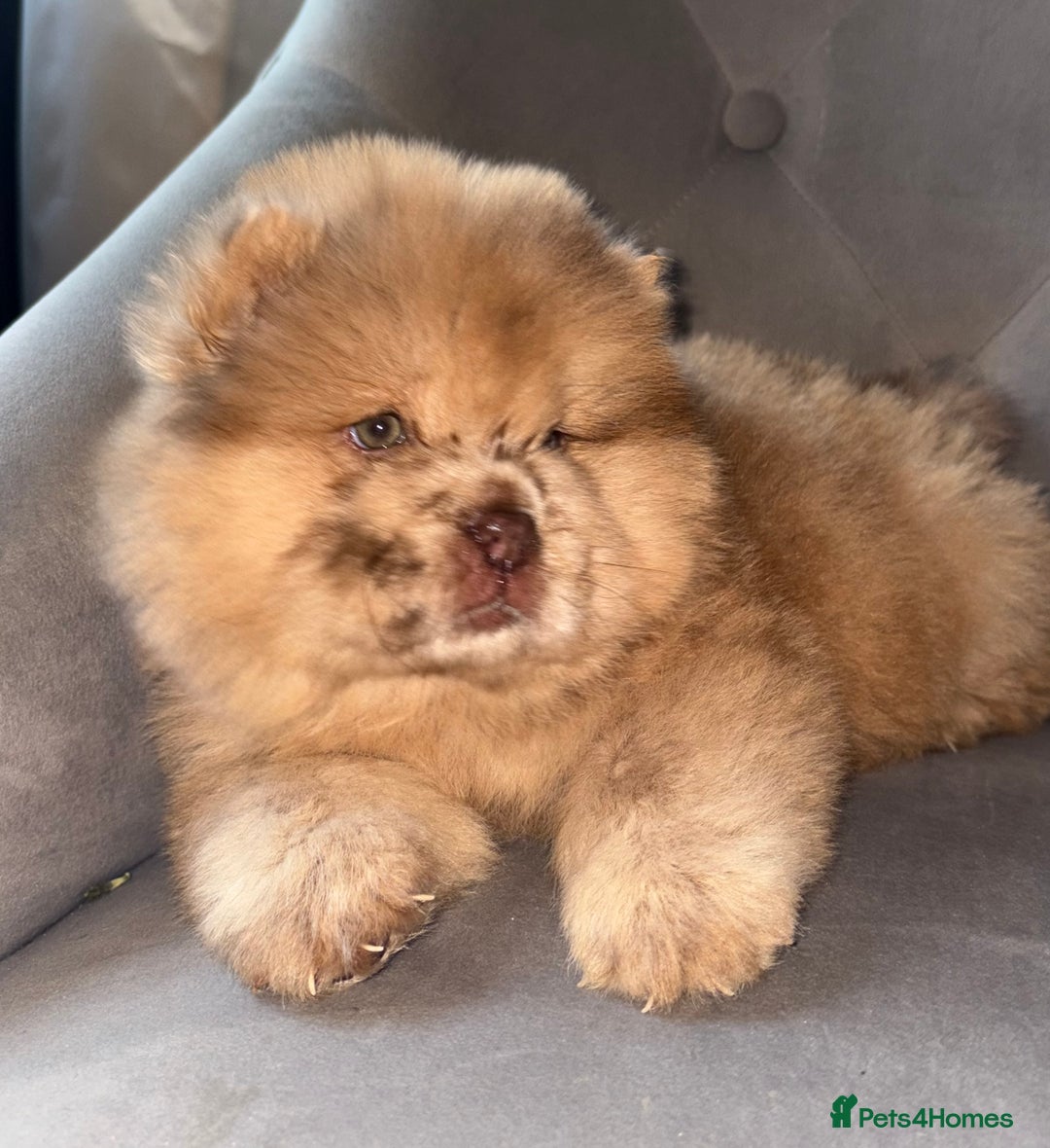 Chow Chow dogs for sale: ** Female Merle Puppy ** - Advert 1