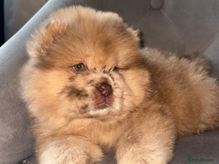 Chow Chow dogs ** Female Merle Puppy ** - Advert 5