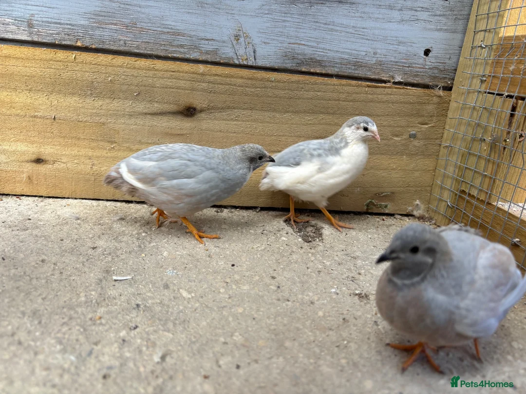 Quail poultry for sale: Male Chinese Painted Quail x 3 - Advert 2