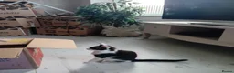 Mixed Breed cats for sale: Cute piebald kittens  - Advert 13