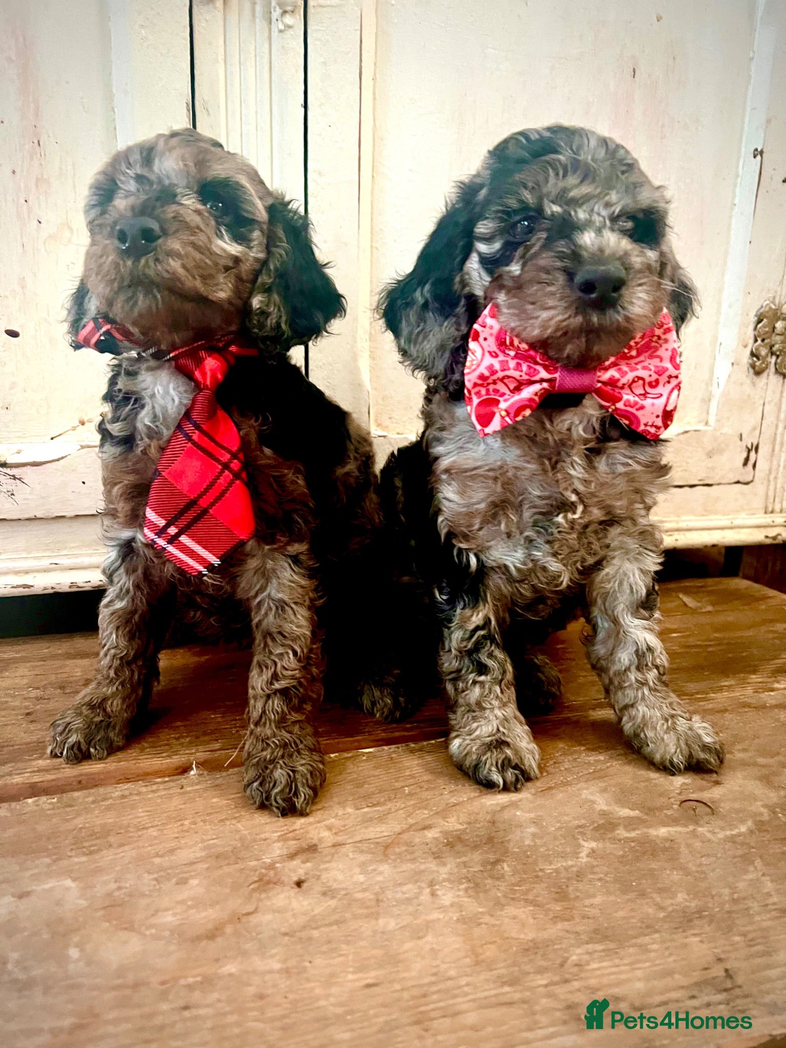 Cockapoo dogs Rare Blue Merle Cockapoo Puppies  - Advert 11