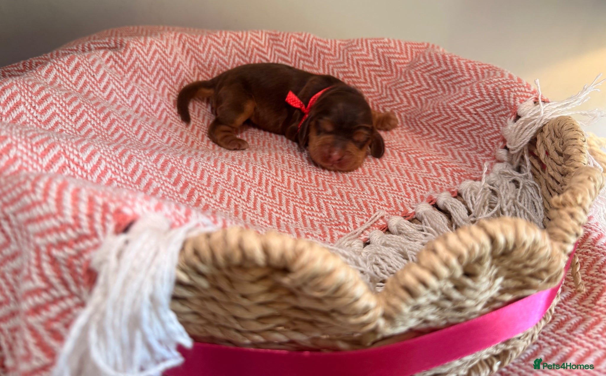 Cocker Spaniel dogs Outstanding KC registered Cocker Spaniel Puppies  - Advert 1