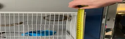 Parrots birds for sale: Green cheeked conure + big cage  in Havant - Advert 7