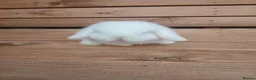Mini Lop rabbits for sale: Purebred mini lop babies - Advert 3