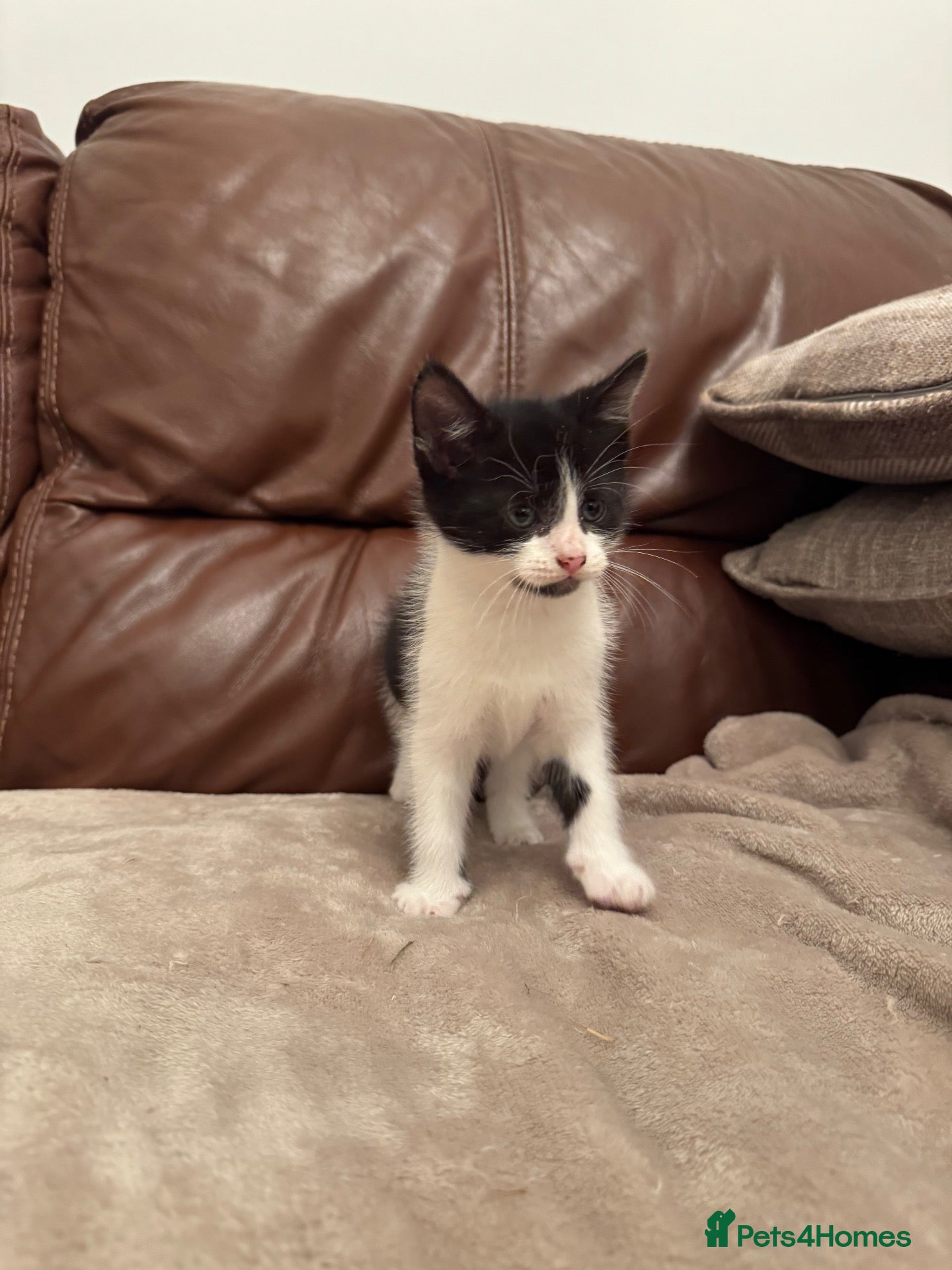 Mixed Breed cats 1 black and white boy left - Advert 2