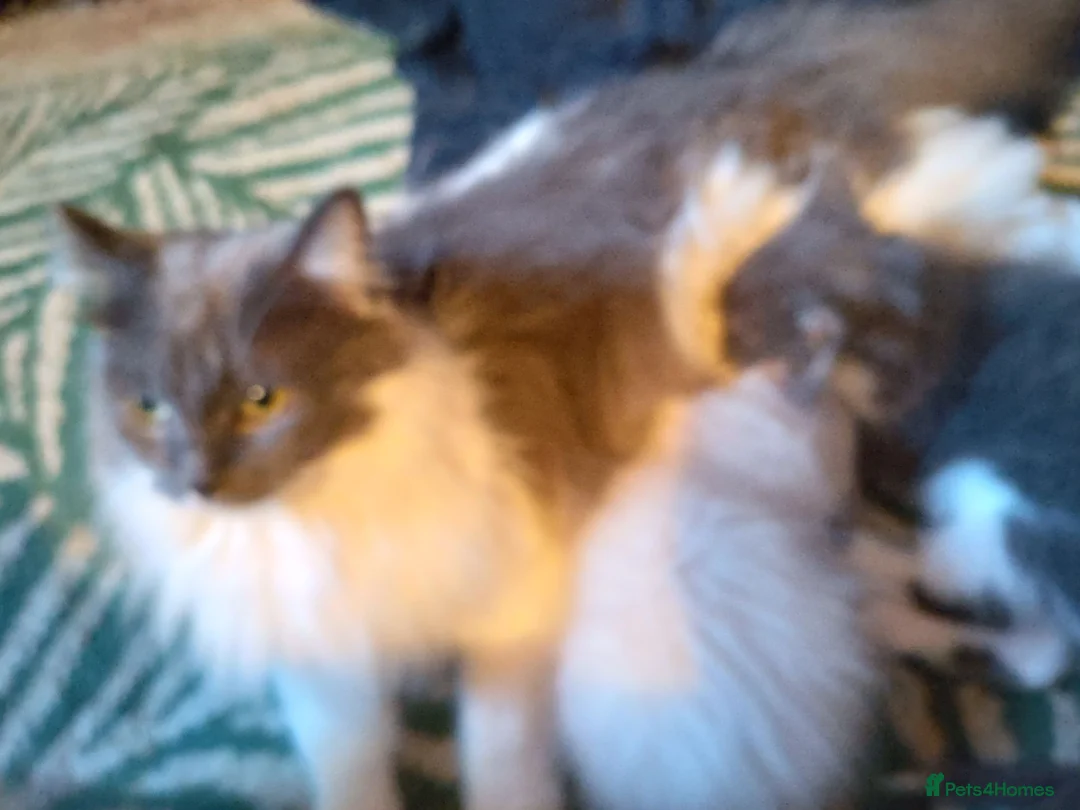 Mixed Breed cats for sale: Beautiful ragdoll/Persian cross kitten  - Advert 3