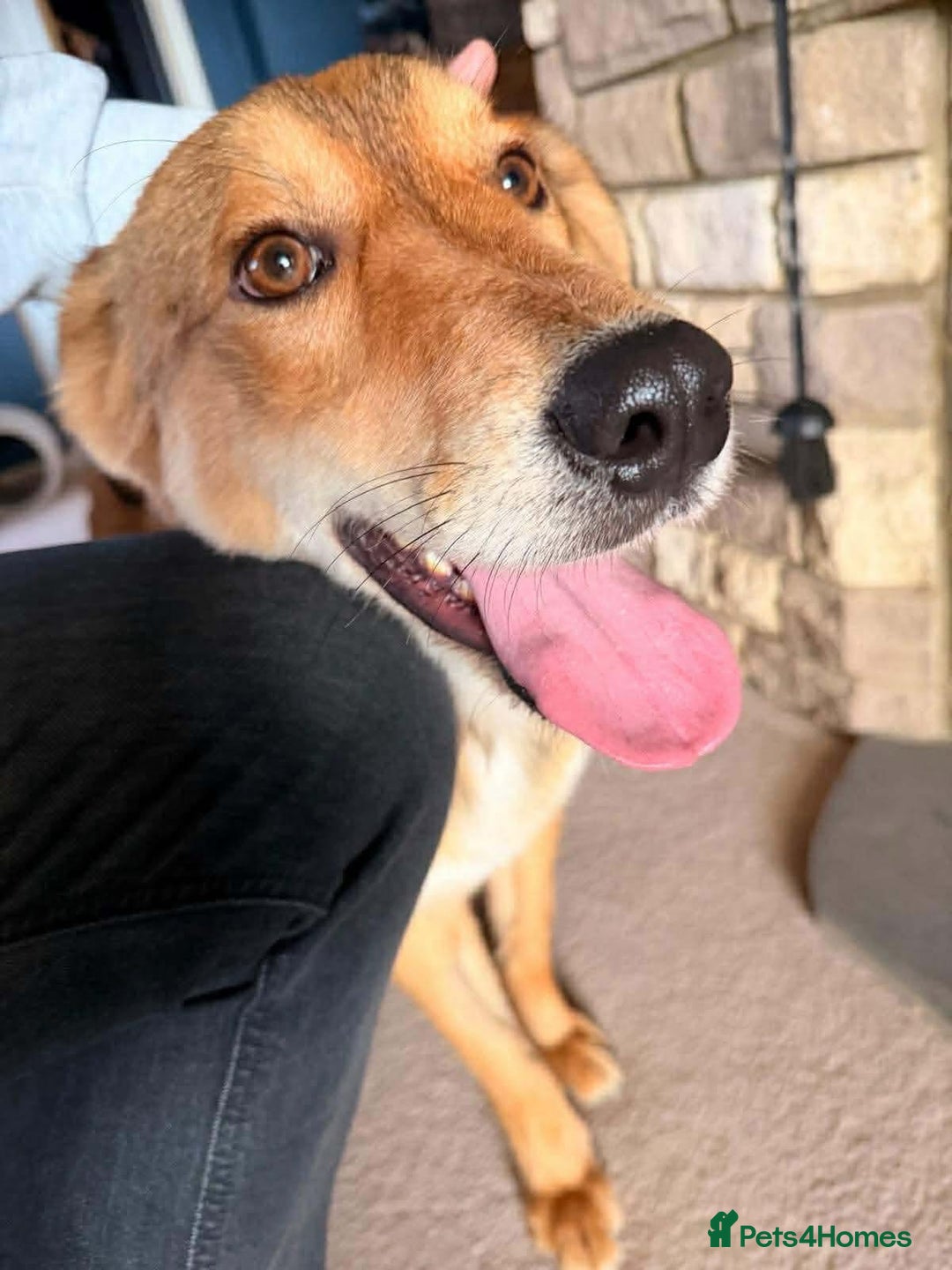 Mixed Breed dogs for adoption: Fox - Milton Keynes  - Advert 1