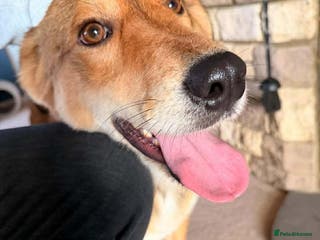 Mixed Breed dogs Fox - Milton Keynes - Advert 18