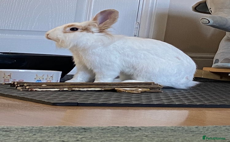 Mini Lop rabbits - Advert 11