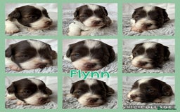 Miniature Schnauzer dogs for sale: MAC/BVA CLEAR - ONE GIRL WITH BLACK/RED COLOURING - Image 3