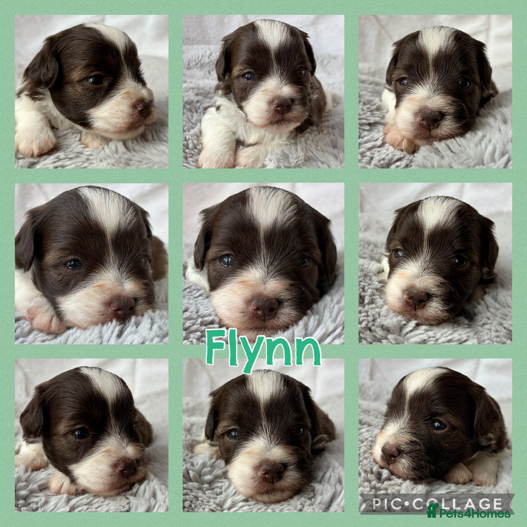 Miniature Schnauzer dogs for sale: MAC/BVA CLEAR - ONE GIRL WITH BLACK/RED COLOURING - Image 3