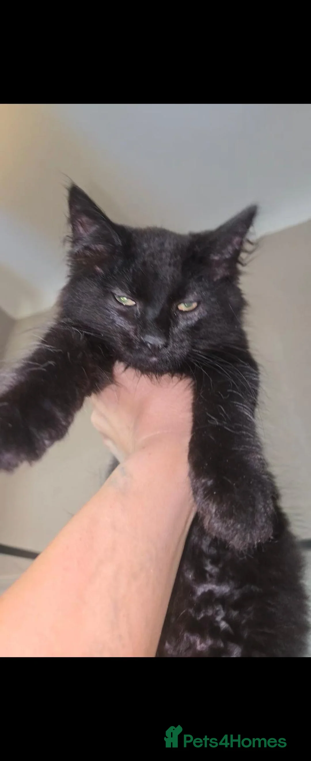 Mixed Breed cats for sale: Beauty kittens - Advert 2