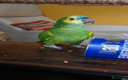 Parrots birds for sale: Jessie - Image 26