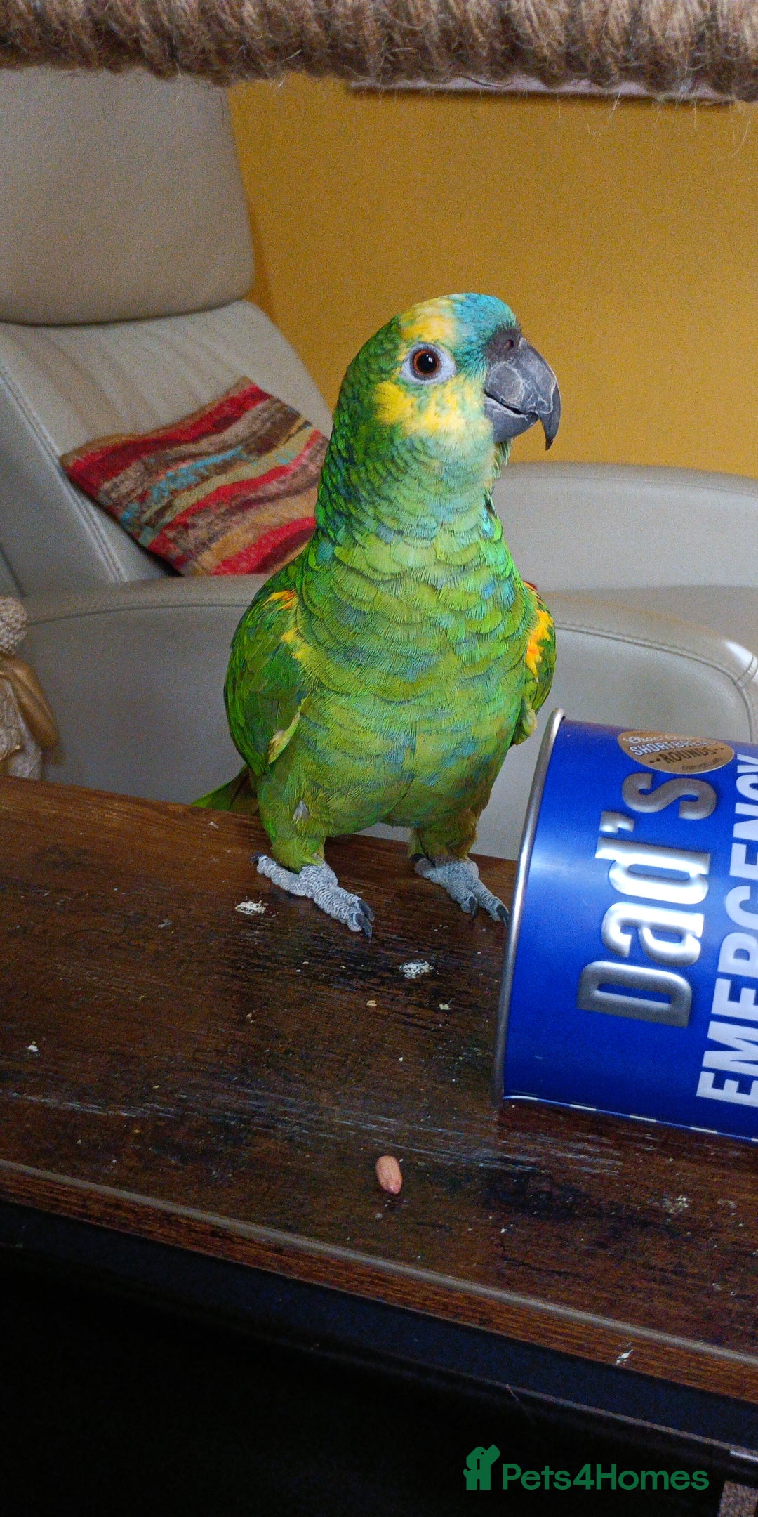 Parrots birds for sale: Jessie - Image 26