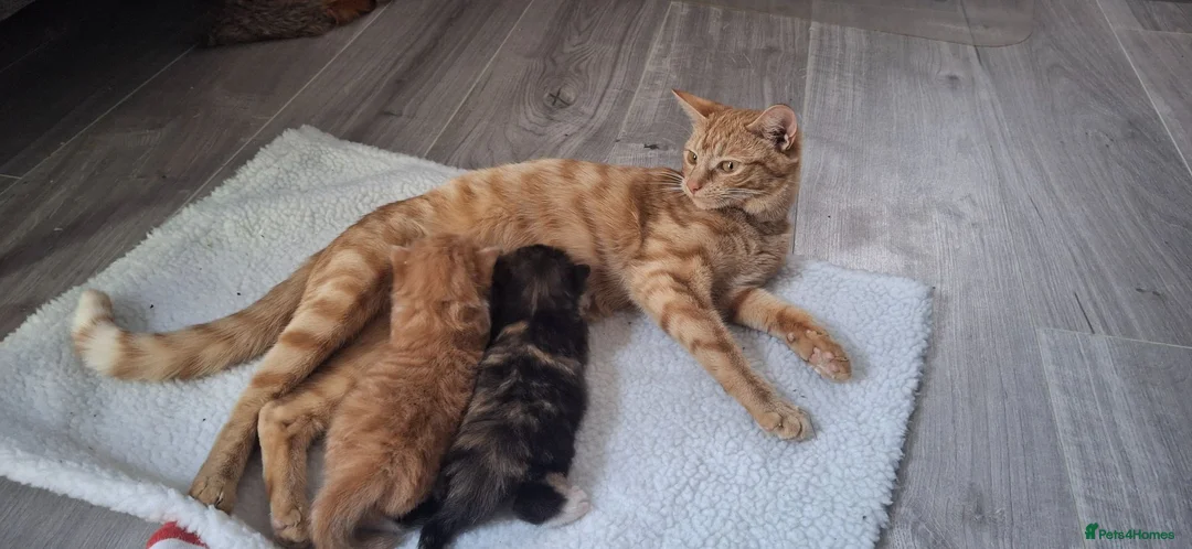 Domestic Shorthair cats for sale: 2 kittens: 1 ginger male and 1 tortie girl - Advert 11
