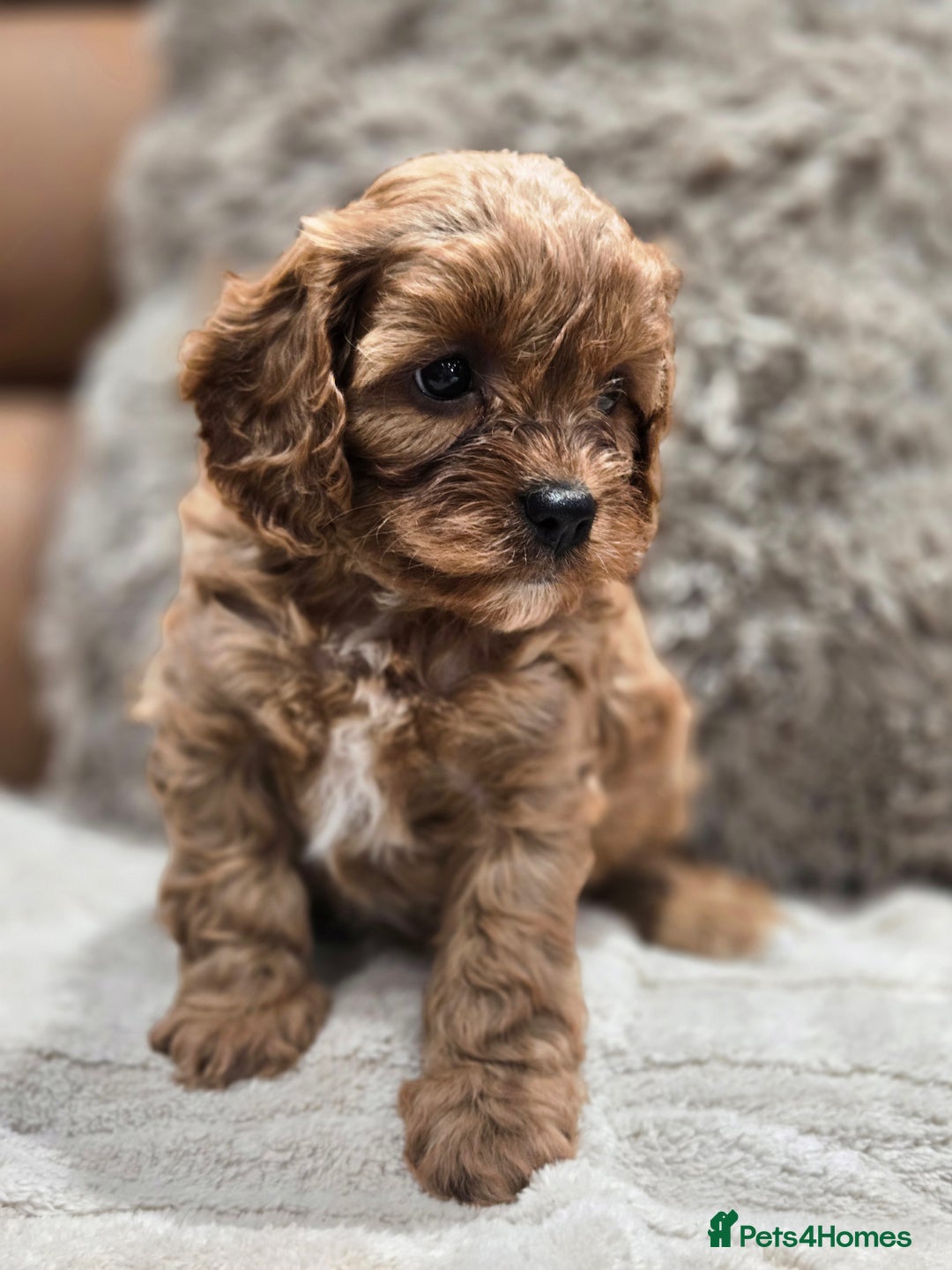 Cavapoo dogs for sale: Gorgeous Red Cavapoo Puppies - Advert 23