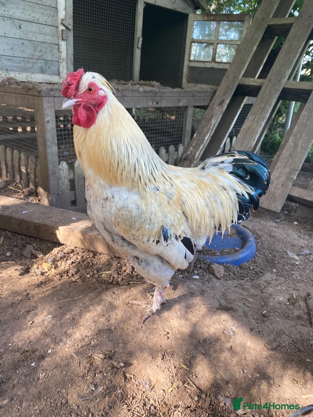 Chickens poultry for sale: Handsome Bantam Cockerels for Loving Home  - Advert 1