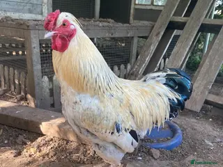 Chickens poultry Handsome Bantam Cockerels for Loving Home - Advert 1