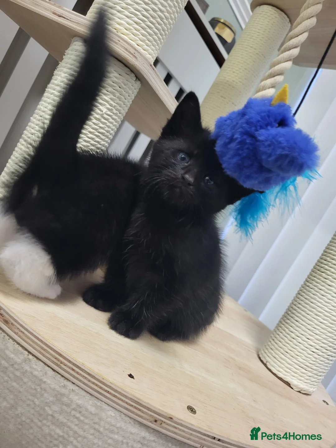 Mixed Breed cats for sale: Kittens in Stoke-on-Trent - Advert 2