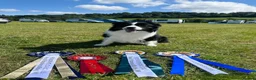 Border Collie dogs for sale: Stunning Champion line puppies  - Advert 12