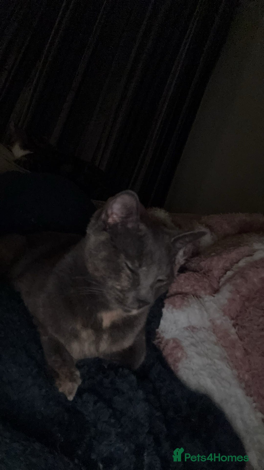 Chartreux cats for sale: Skye  - Advert 3