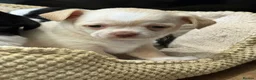 Chihuahua dogs for sale: 4 gorgeous chihuahua puppies - Advert 10
