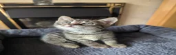 Mixed Breed cats for sale: Beautiful British short hair X - Advert 3