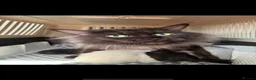 Maine Coon cats for sale: LAST 2 MALE MAINE COON KITTENS  - Advert 1