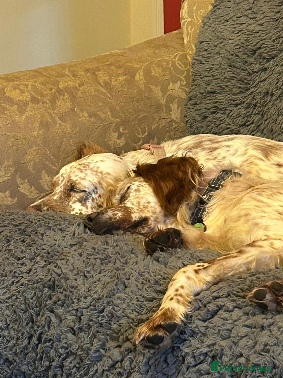 English Setter dogs for adoption: Hans  - Advert 13