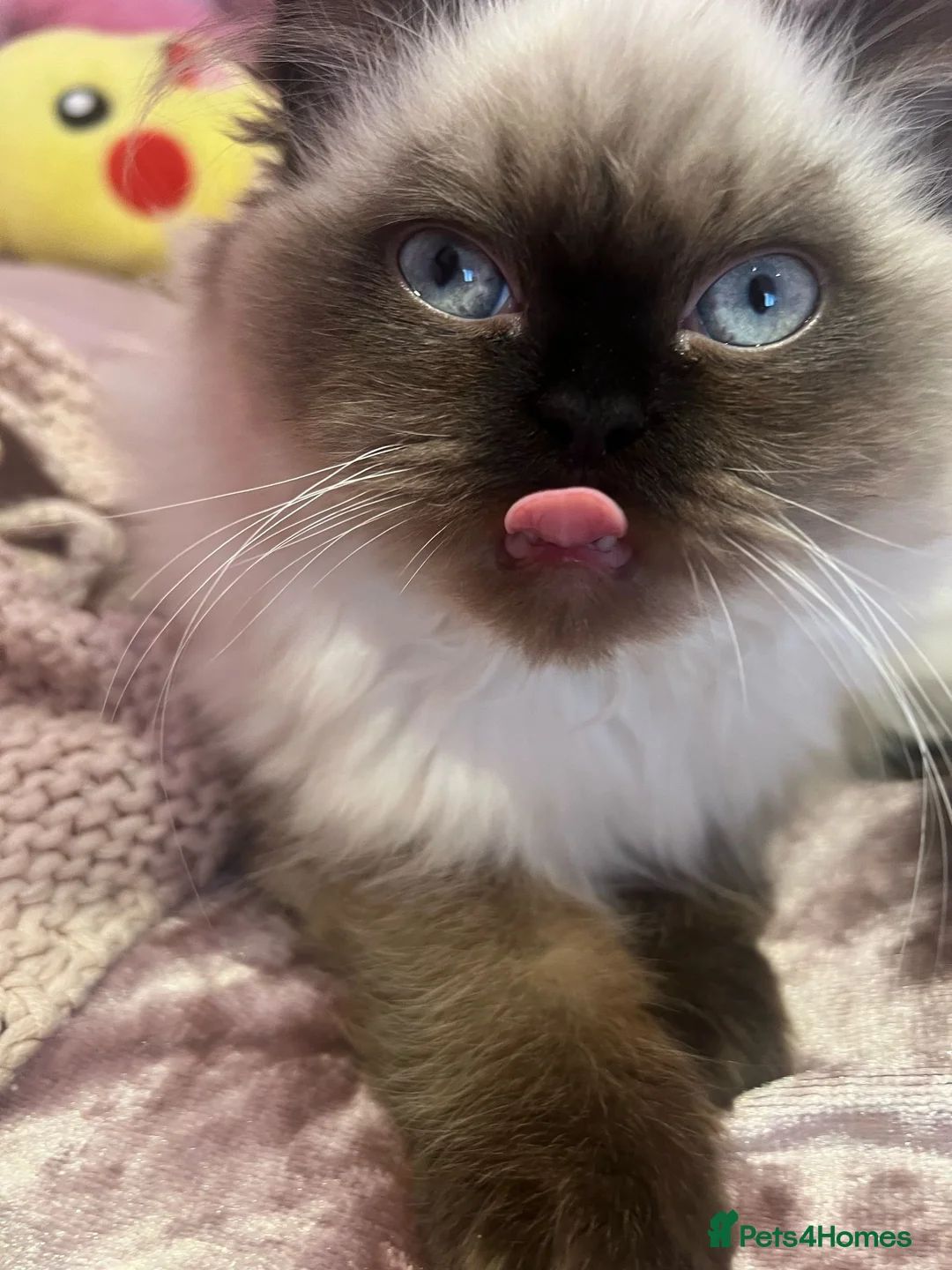 Persian cats for sale: Persian ragdoll - Advert 6