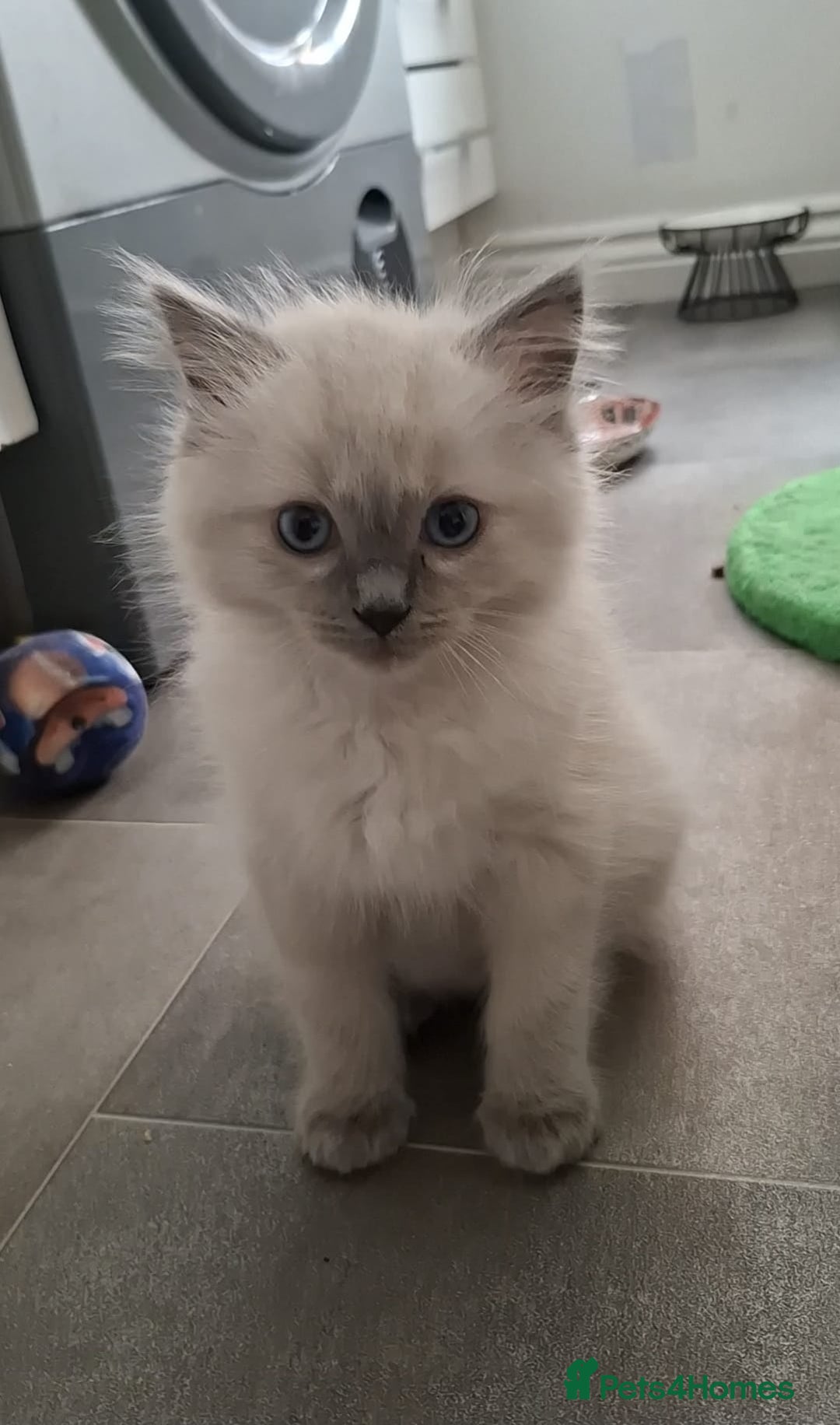Ragdoll cats for sale: 2 male Blue point Ragdoll kittens available now - Image 5