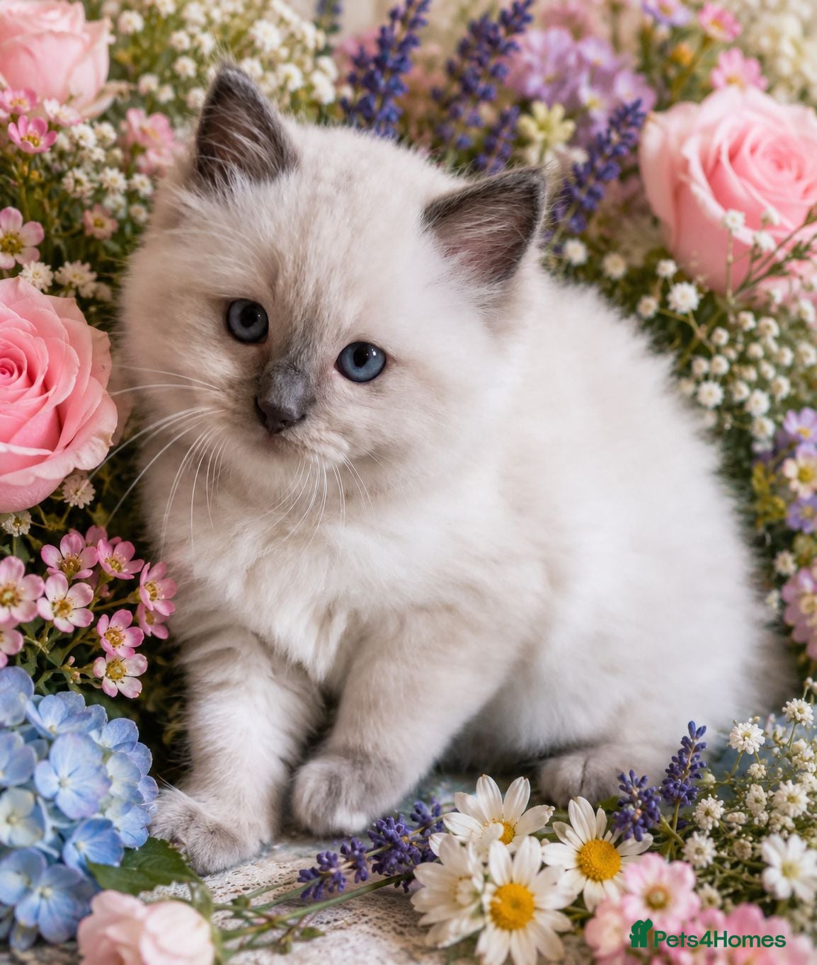 Ragdoll cats Gorgeous Pedigree Ragdoll Kitten - Advert 2