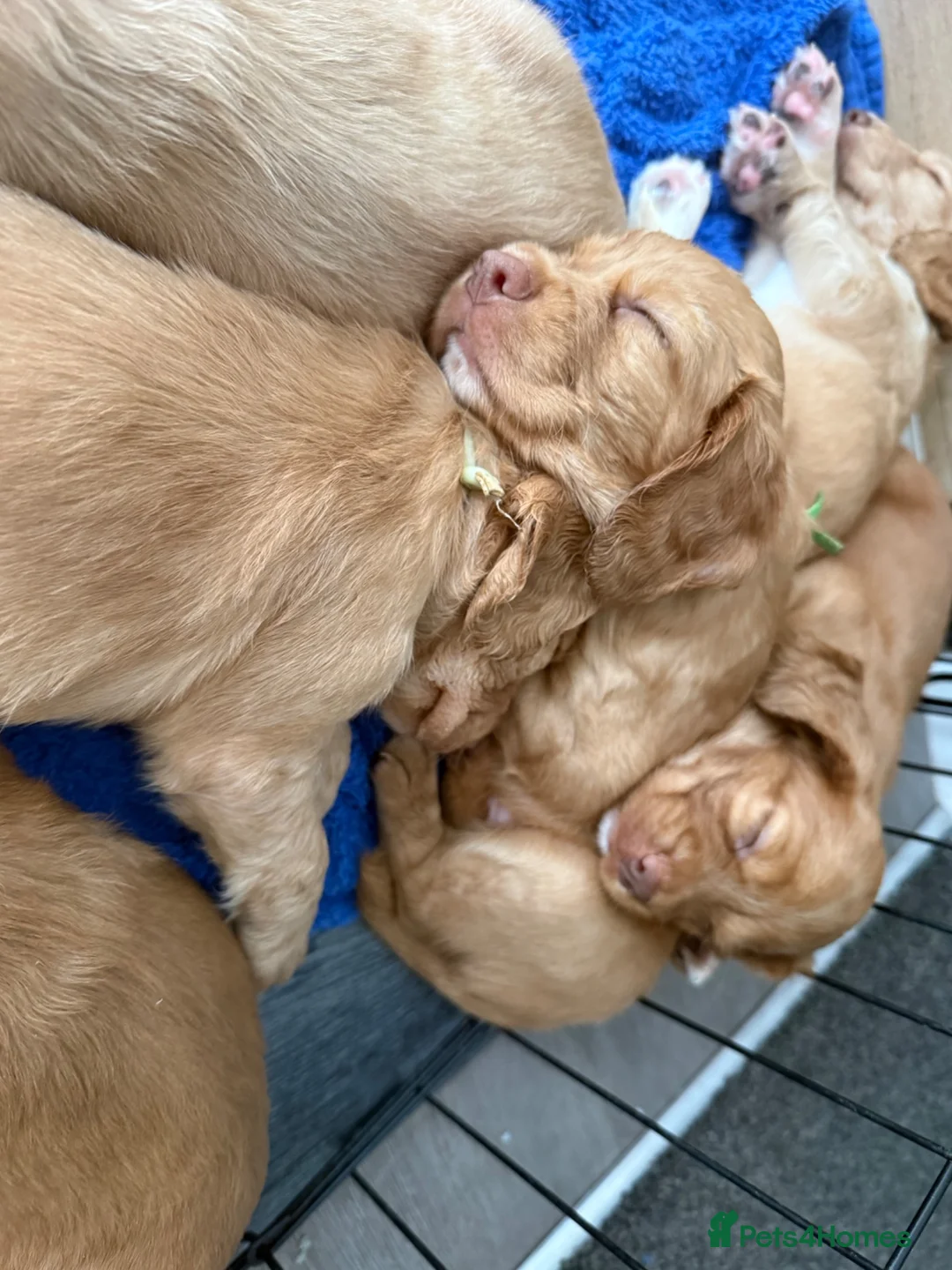 Cocker Spaniel dogs for sale: Cockers  - Advert 2