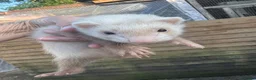 Ferret rodents for sale: Lovely baby ferrets ready - Advert 2