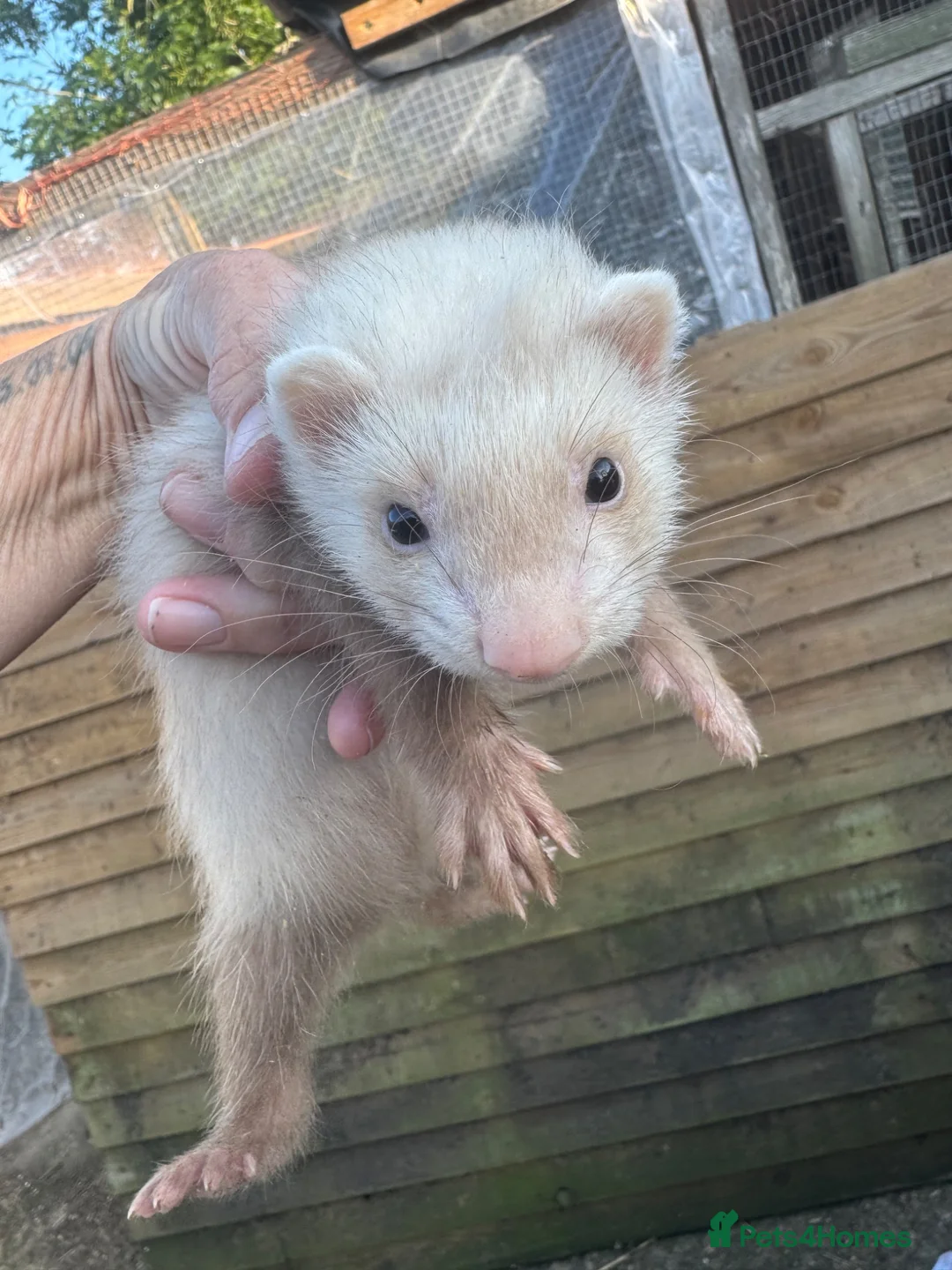 Ferret rodents for sale: Lovely baby ferrets ready - Advert 2